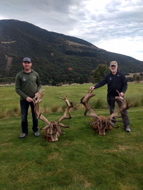 Pete Miedema - New Zeland Stag