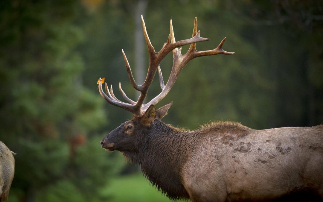 OH MY! HOW MICHIGAN SAVED WILDLIFE FROM EXTINCTION