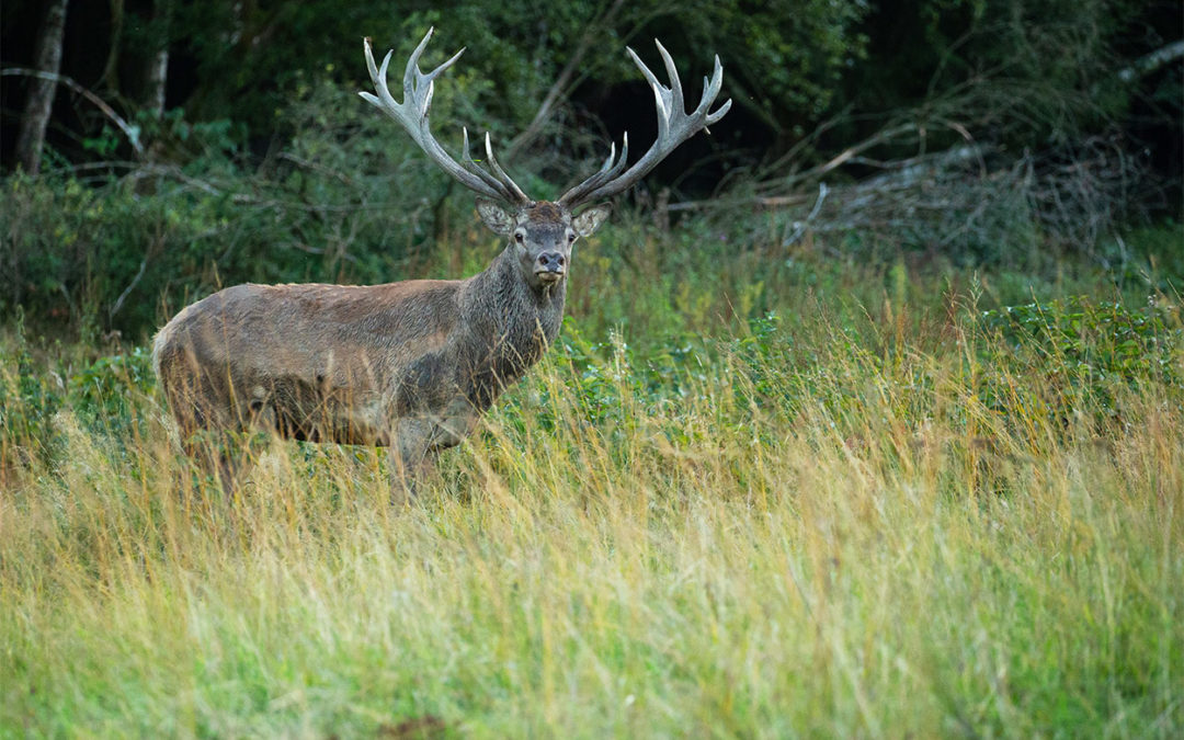Deer hunt access permit application period ends Aug. 15