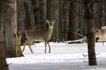 DNR releases 2021 deer hunting preview