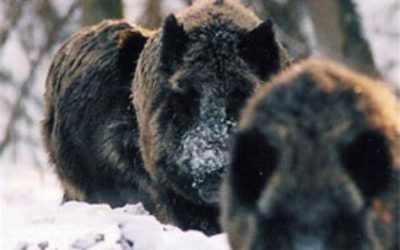 SIX DAYS HUNTING AND TOURING IN SERBIA With Safari Art for Wild Boar