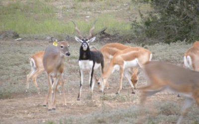 TROPHY BLACKBUCK HUNT – TEXAS