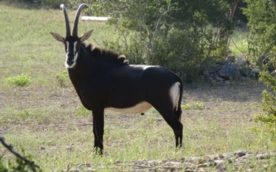 TROPHY EXOTIC HUNT – TEXAS