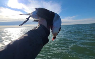 ONE DAY DUCK HUNT ON SAGINAW BAY