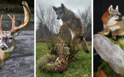 HIGH QUALITY TAXIDERMY GIFT CERTIFICATE